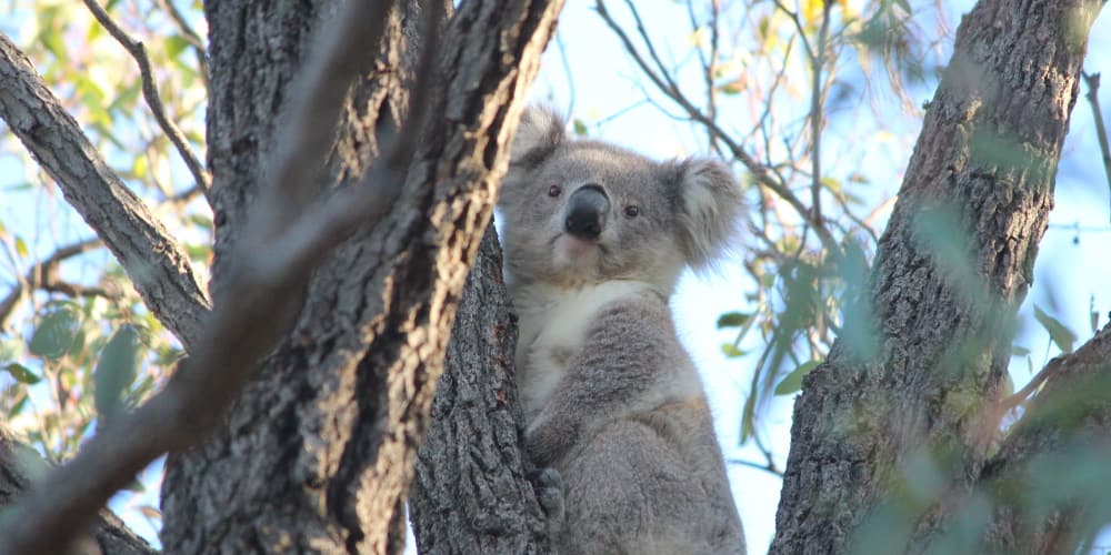 Young koala in Ironbark tree