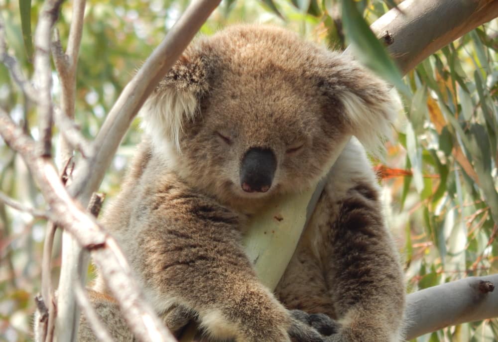 sleeping koala hands down