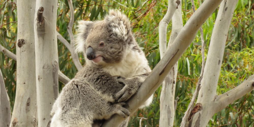 smiling koala side view