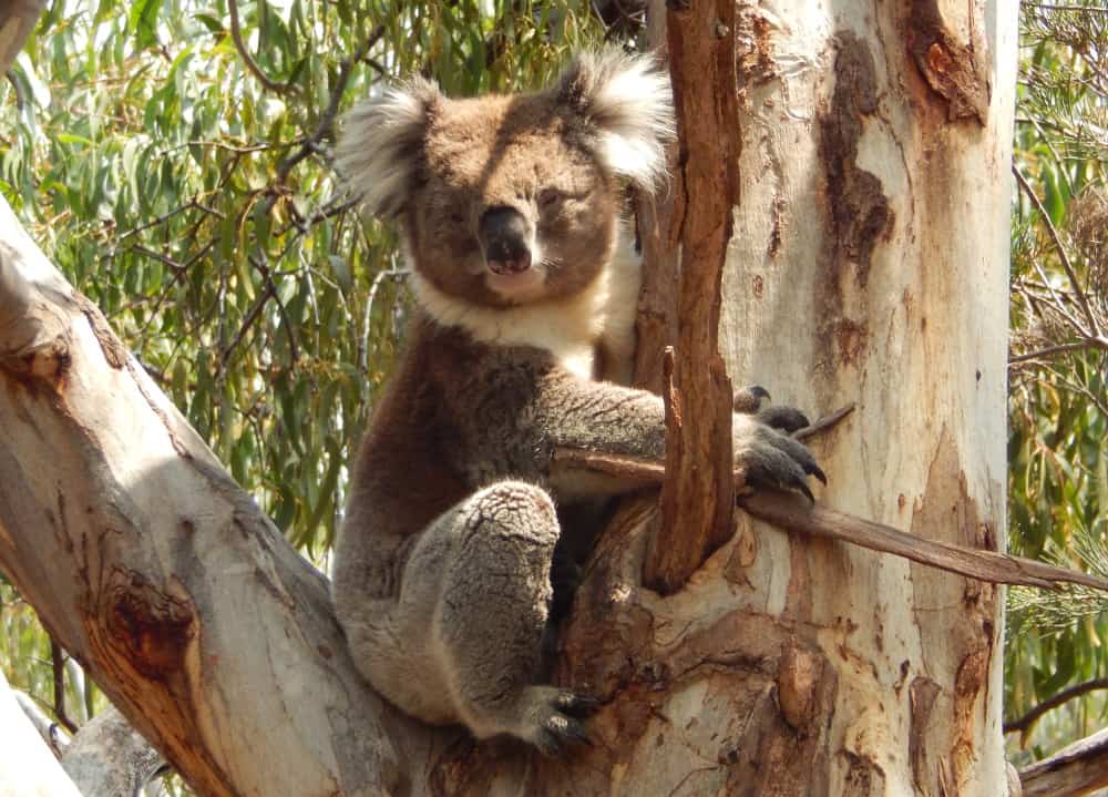male koala 2020