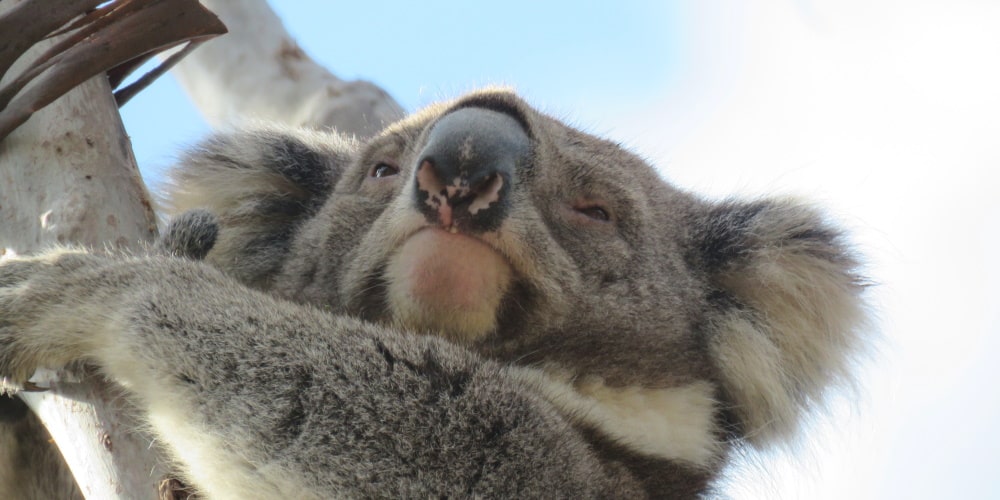male koala face 2020