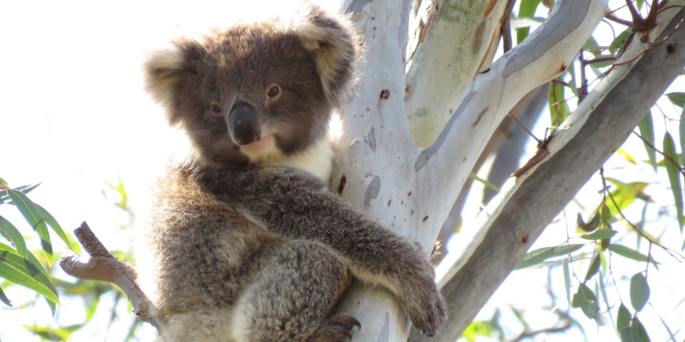 koala joey You Yangs