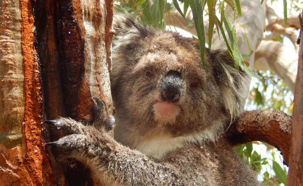 wet koala female