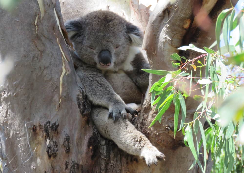 mature male koala funny position