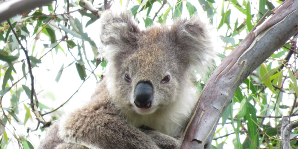 16 year old female koala