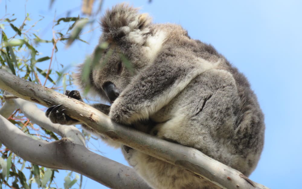 old female koala curled up