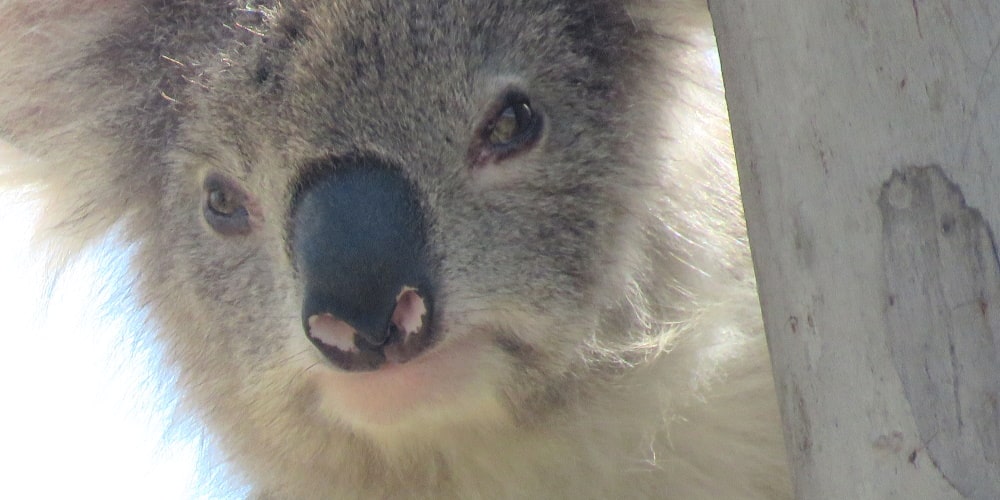 old female koala face