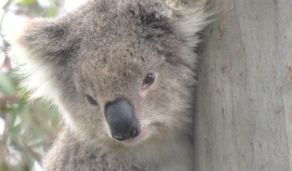 old female koala face