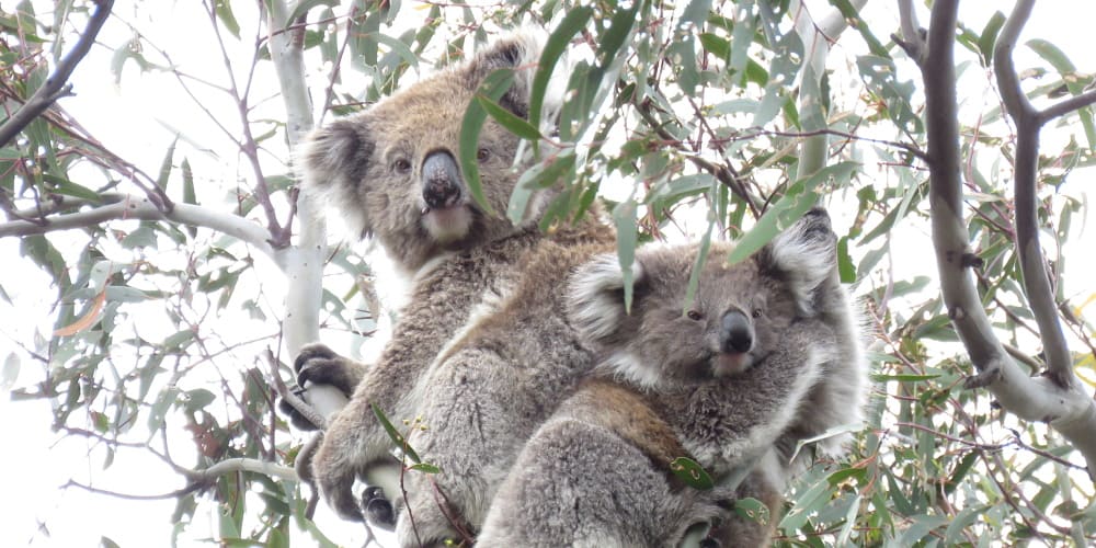 koala mother joey looking at camera