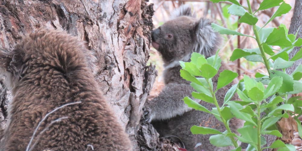 two koalas on ground together