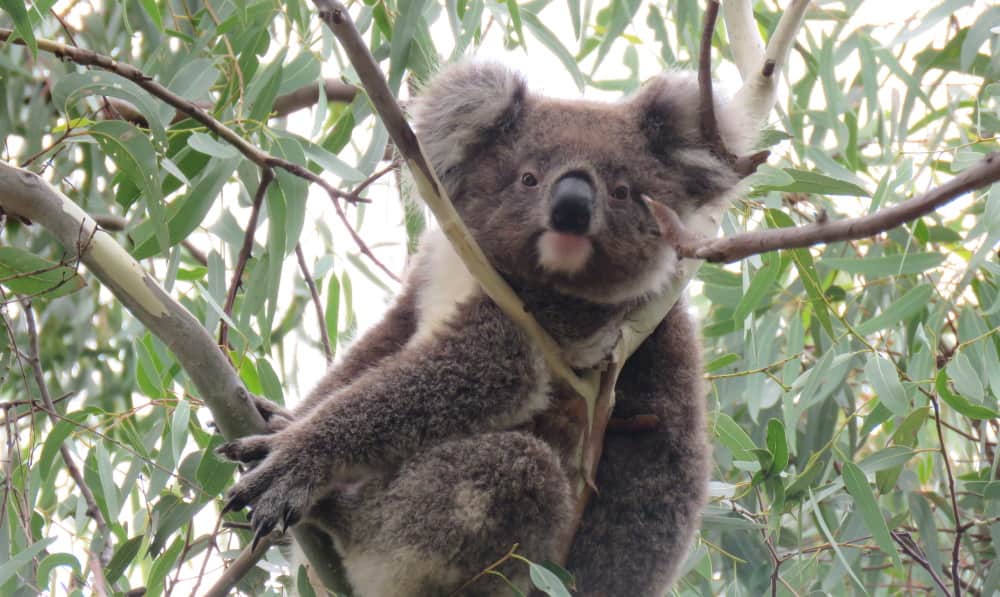 young female koala looking