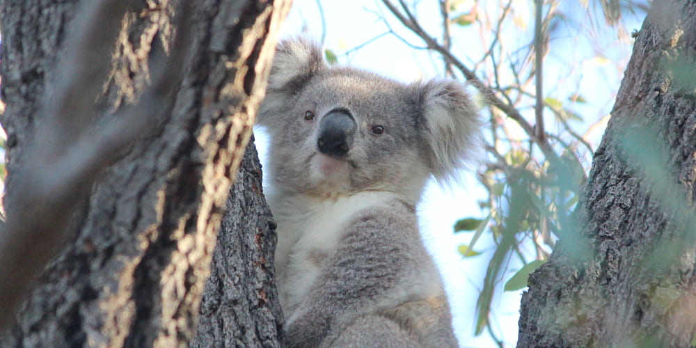 blonde koala joey