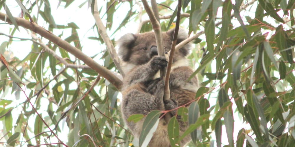 koala joey 2020