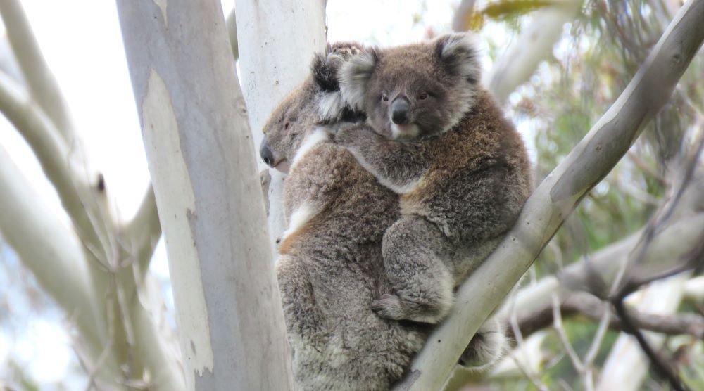 cute baby koala on mothers back