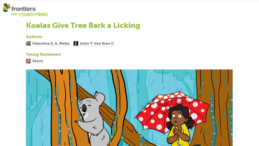 koalas drinking frontiers young minds