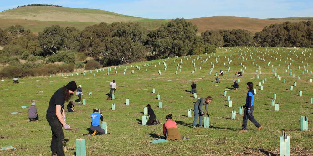 university students planting trees Geelong 2021