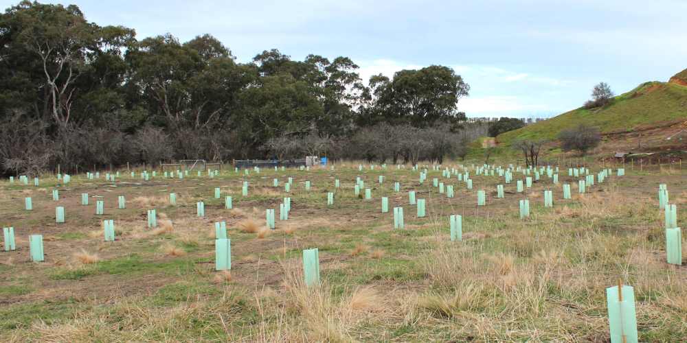 tree planting site Geelong after