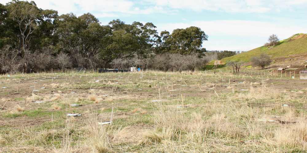 tree planting site Geelong before