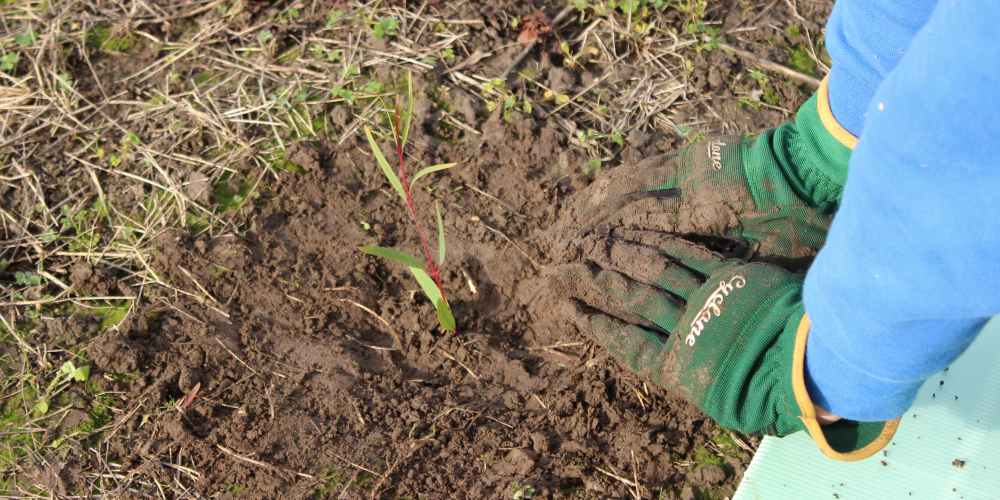 hands gum tree planted 2021