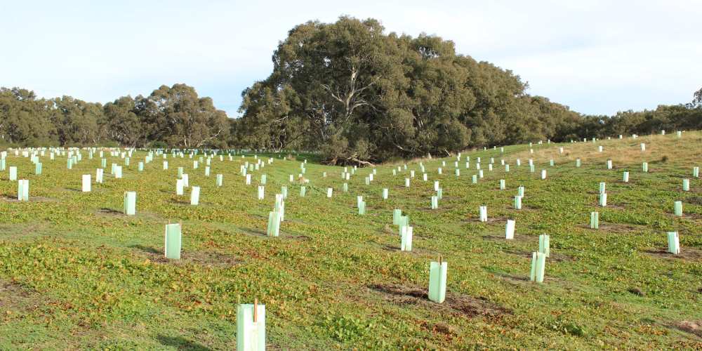 eucalyptus trees planted southern Australia