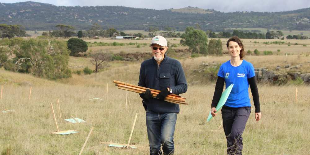 site preparation tree planting Australia