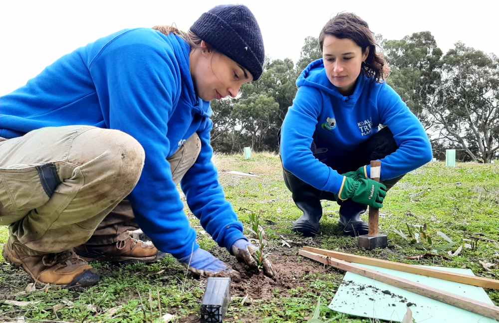 two women planting eucalyptus