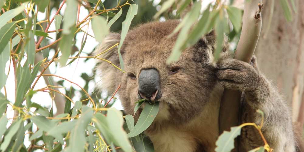 wild Koala eating with leaf in mouth