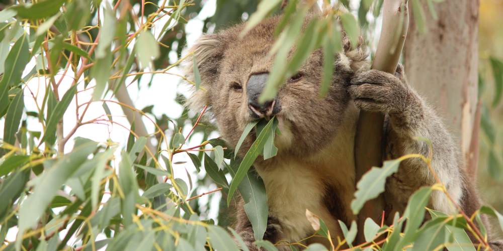 koala eating gum leaves