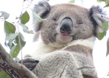 happy dominant male koala mabo