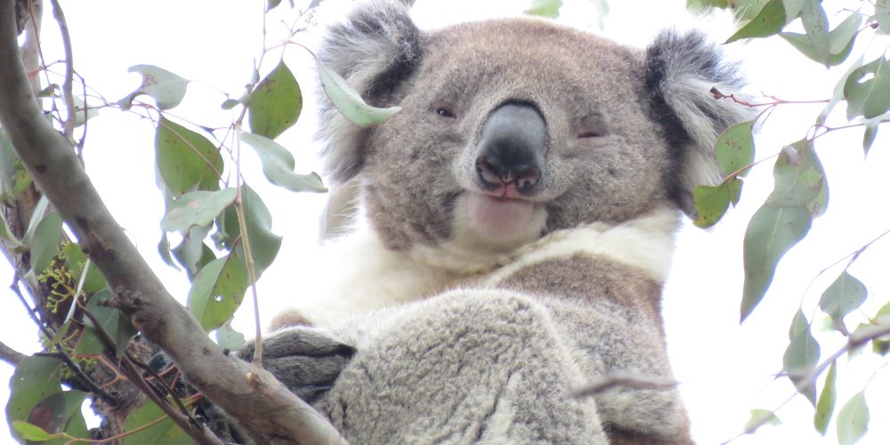 happy dominant male koala mabo