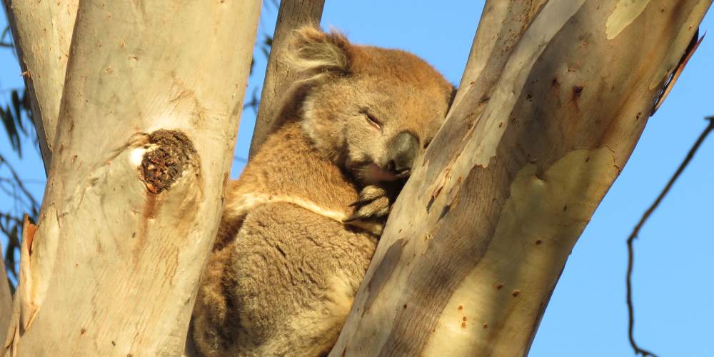 koala resting in a large Gippsland Red Gum Eucalyptus tereticornis 