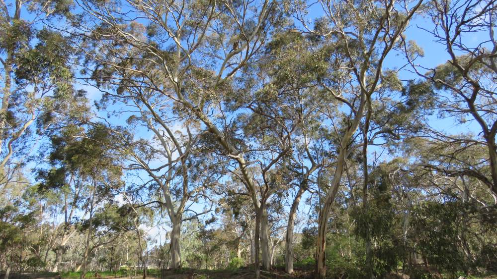 koala in a River Red Gum - Yellow Gum woodland in the You Yangs VIC