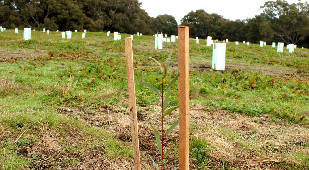 seedling River Red Gum planted along the Barwon River, VIC