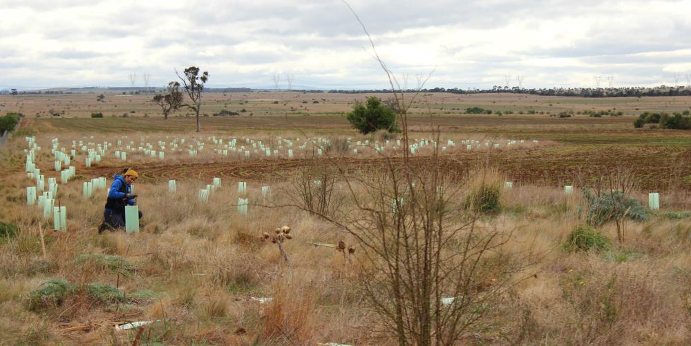 belt planting on the Wurdi property July 2021
