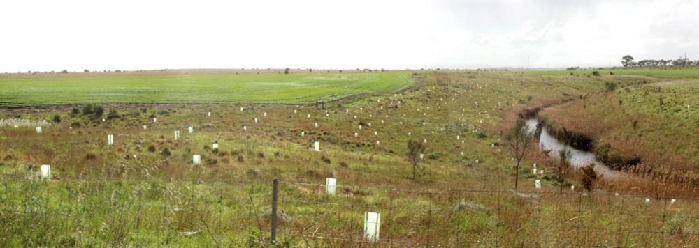 2021 Wurdi tree planting