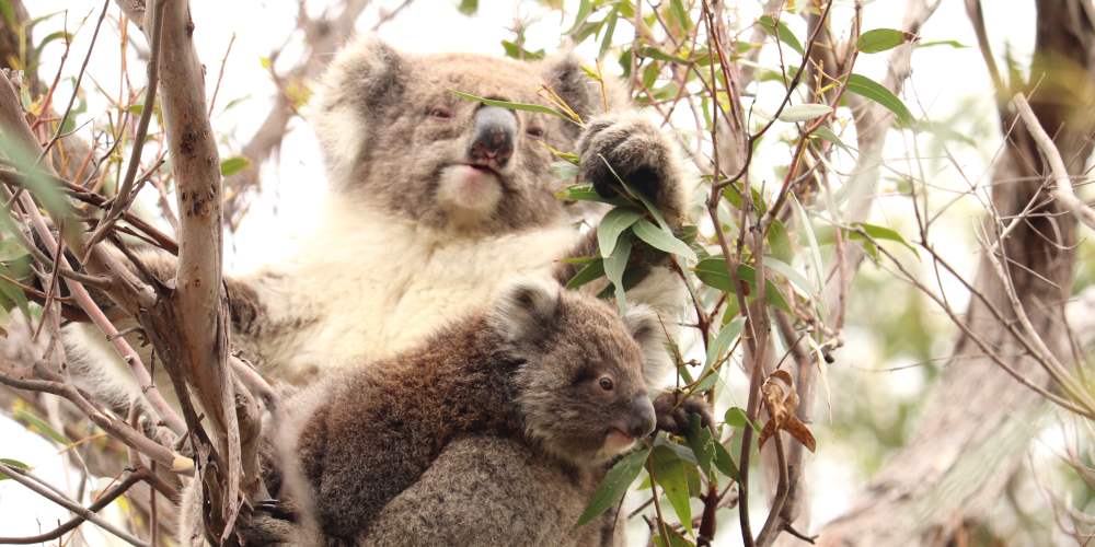 koala mother joey feeding