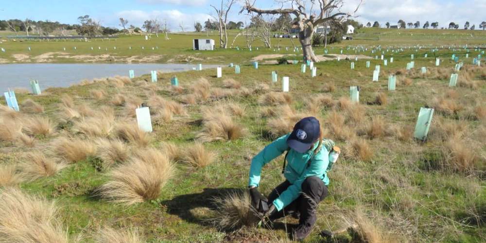 volunteer planting tree near water