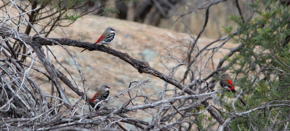 Diamond Firetails perched vulnerable species