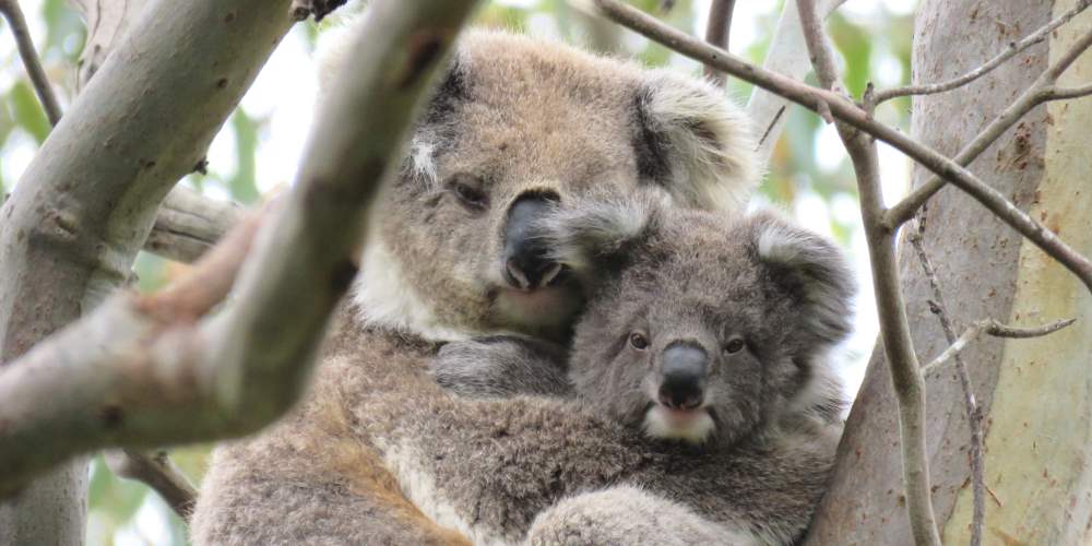 koala mother joey cuddle