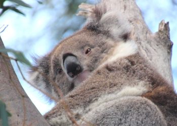 koala kozo fundraising trees