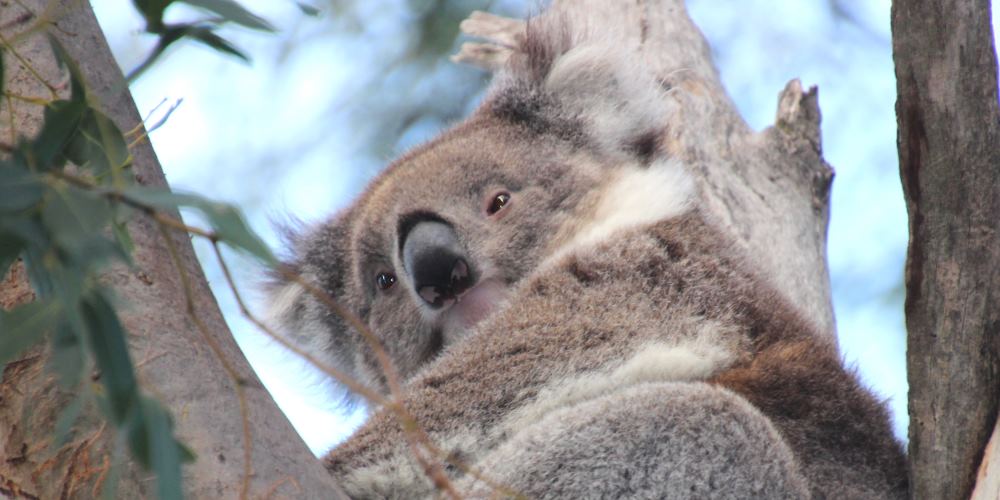 koala kozo fundraising trees