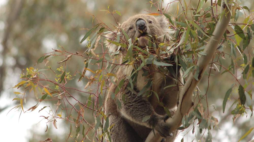 wild koala eating tree