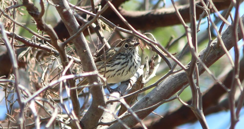 speckled warbler you yangs endangered