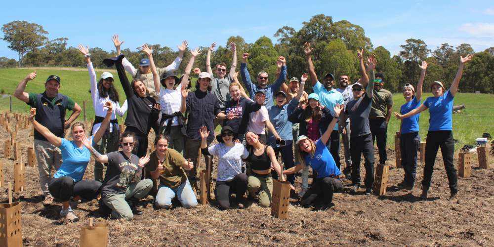 community volunteers planting trees koalas