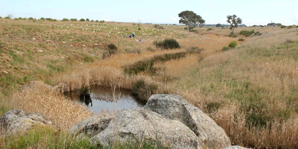 tree planting reducing erosion along waterway