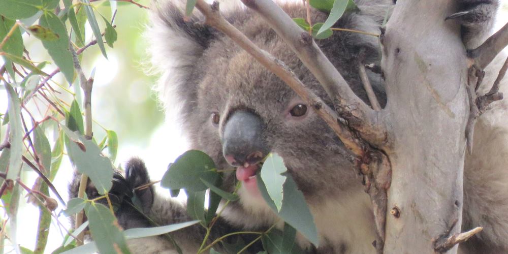 koala using tongue to get leaves 