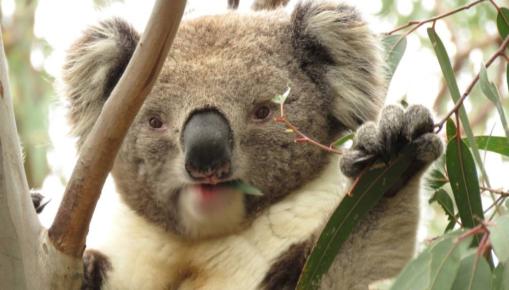 koala feeding holding leaf