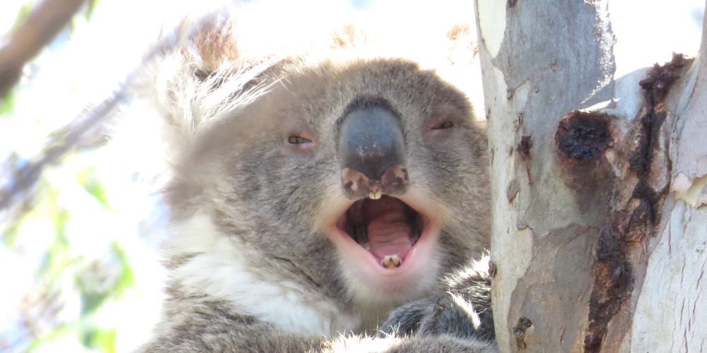 koala yawning mouth open