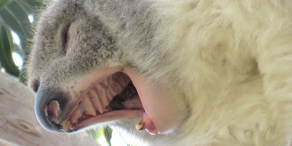 koala inside mouth