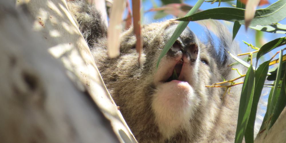 koala feeding behaviour